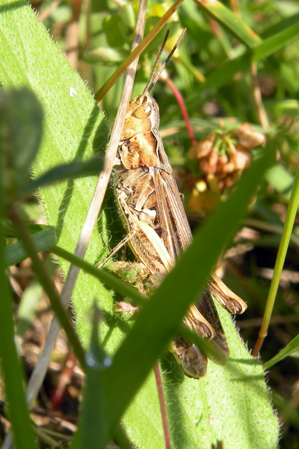 Gomphocerippus rufus (Acrididae)